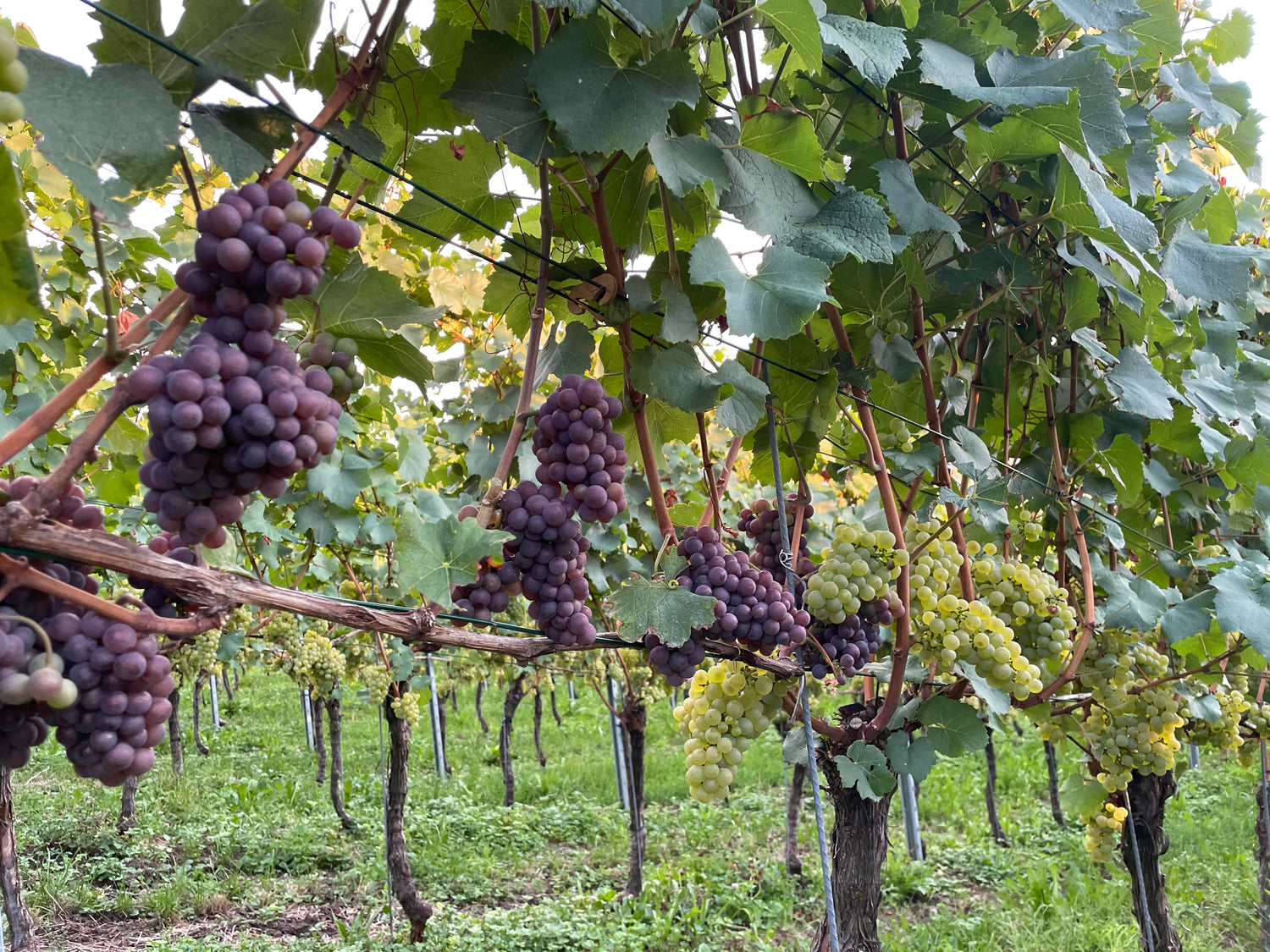 Italienische Weine in Meilen